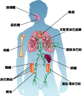 免疫系統的組成