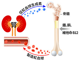 腎影響血液的製造和新陳代謝