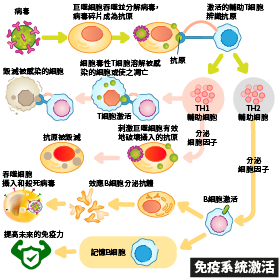 免疫系統激活。