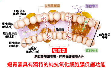 AstaReal® 蝦青素具有獨特的純抗氧化細胞膜保護功能